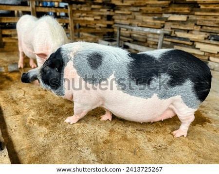 a photography of two pigs standing in a pen with wood.