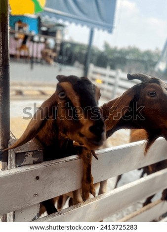 a photography of two goats sticking their heads over a fence.