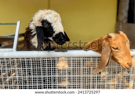 a photography of two goats looking over a fence at the camera.