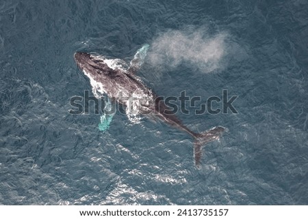 Aerial picture of one humpback whale. Fully grown adult whale swimming and breathing in the Indian ocean off the coastline of Cape Range National Park, Exmouth, Western Australia. 
