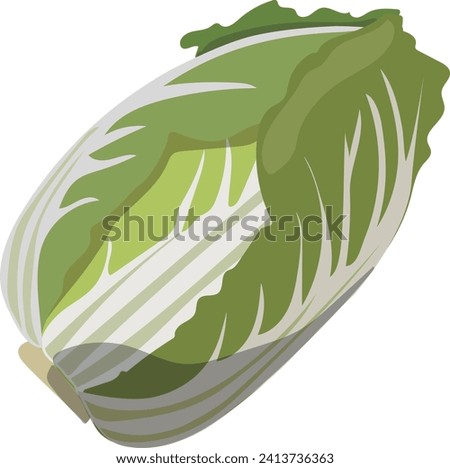 clip art of fresh Chinese cabbage
