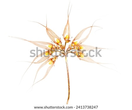 a macro closeup of an unusual orchid species plant Bulbophyllum Louis Sander (longissimum x ornatissimum) with red yellow flowers with fuzzy lip and petals isolated on white