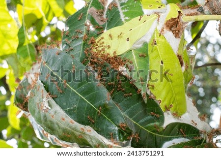 Close up group of red fire ants on green leaves in nature forest.