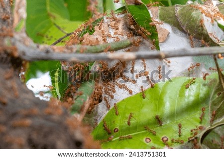 Close up group of red fire ants on green leaves in nature forest.