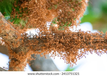 Red fire ants building nest. Ant nest with leaf on mango tree.