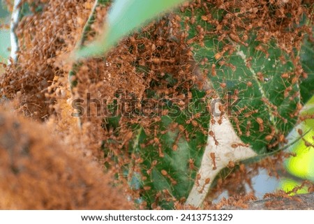 Red fire ants building nest. Ant nest with leaf on mango tree.