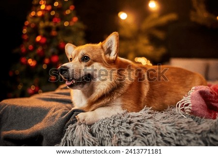 Adorable welsh corgi dog sitting on soft carpet and looking up near decorated Christmas tree