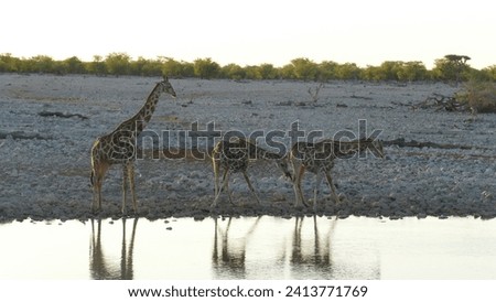 Herd of three Angolan giraffes Giraffa camelopardalis angolensis drinking next to Okaukuejo Waterhole in Etosha National park in beautiful evening light - Namibia