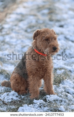Welsh Terrier gundog,  hunting dog,  pet is posing in the winter forest with snow and ice. Royalty-Free Stock Photo #2413777453