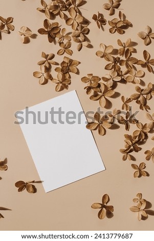 Blank paper sheet card with mockup copy space. Dried star flowers on tan beige background