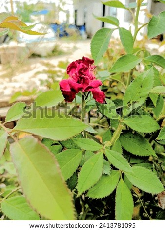 Love the red rose. Send this rose picture to your beloved ones .