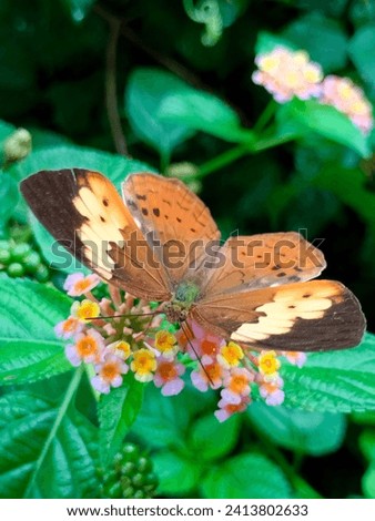Close-up view of Cupha Erymanthis Maja(Kavisalabham or Vayanthakan or Sahyadri Rustic) butterfly is drinking nector from Lantana camera flower with selective focus, blurred background hd stock photo.