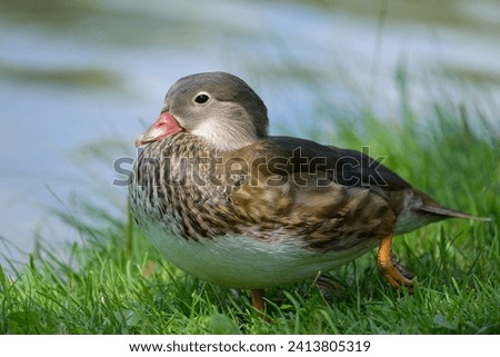 A female Mandarin Duck standing on a green meadow near a pond on a sunny day in summer