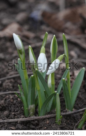 Spring blooming snowdrops Galanthus nivalis in the garden Royalty-Free Stock Photo #2413806721