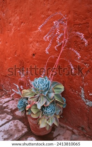 Flowering Potted Echeveria Elegans or Mexican Rose inside Santa Catalina Monastery, Arequipa, Peru, South America