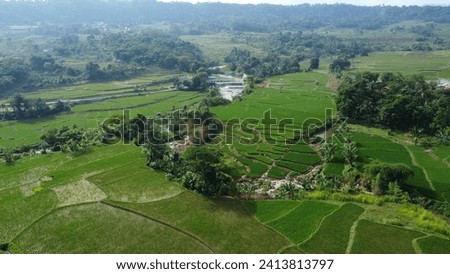 landscape views of rice fields that stretch out very wide and green in Indonesia
