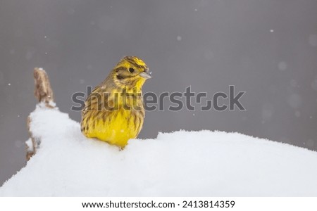 Yellowhammer  - male in winter at a wet forest