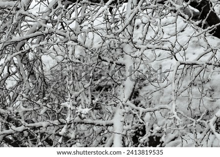 The branches of the trees are covered with white snow. Winter landscape.