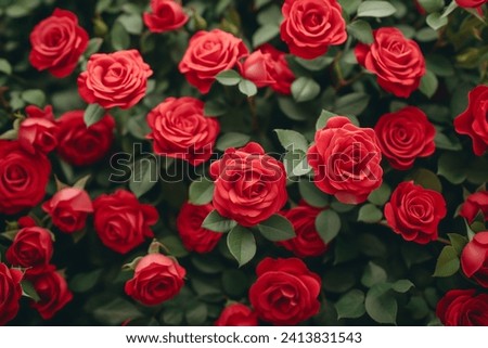 Close-up of a stunning collection of red roses with lush green leaves, symbolizing deep love and passion, ideal for special occasions.
