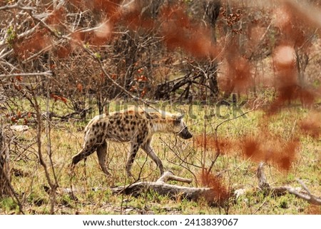 Wild hyena in Kruger national park