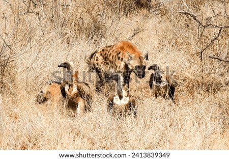 Hyena and vultures around a carcass in Kruger National Park