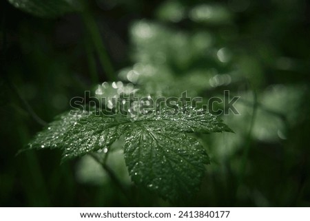 LEAVES - Wet dew morning in the forest