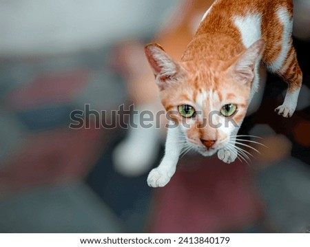 Cute little red kitten, looking up asking for food with eyes focused on the camera as if to pounce. his eyes were sharp.
