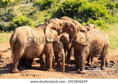 Elephant family in mud pond in Addo Elephant National Park Royalty-Free Stock Photo #2413842659