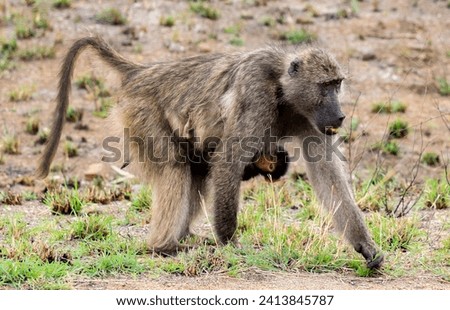 Baboon Ape with baby hanging on its chest in Kruger National Par