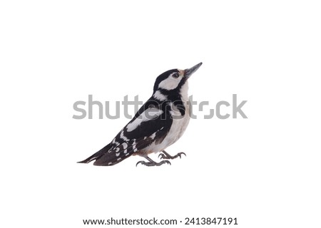 Great spotted woodpecker (Dendrocopos major) isolated on a white background