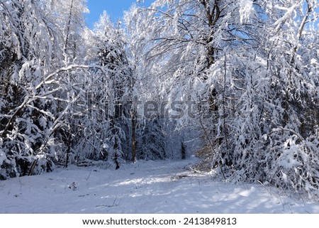 View of a frosty cold Bavarian winter landscape with lots of snow and icy trees and branches, blue sky with clouds, photos taken outdoors