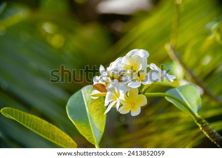 Plumeria flower on a tree. White tropical frangipani flower. Tropical landscape of beautiful plants and flowers.