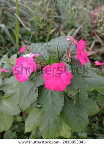 clay plant flowers in the Mount Bunder area of ​​Bogor  Royalty-Free Stock Photo #2413853845