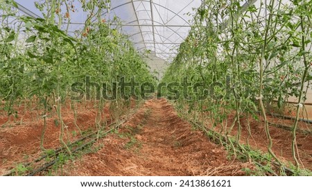 Picture of a greenhouse for growing bright red cherry tomatoes. This causes no natural insects to disturb. The greenhouse is made of white canvas.