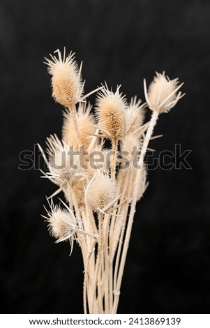 Pastel neutral beautiful bouquet of branched small flowers. Composition in a art of floristry. Dried flower in flower stile Ikebana