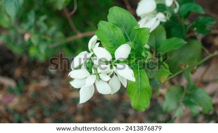 picture of a tree which are blooming white flowers in beautifully hanging bouquets The branches are well cared for and pruned.