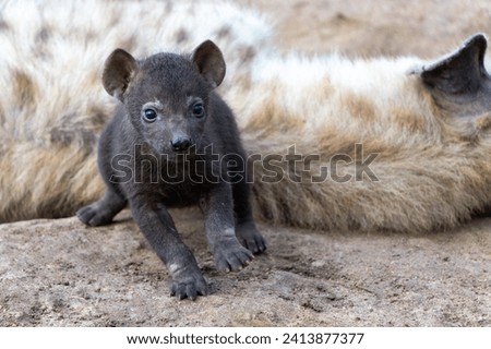 Hyena puppy. Small baby hyena discovering the world close to mum at the hyena den in the early morning in a Game Reserve in the Greater Kruger Region in South Africa
