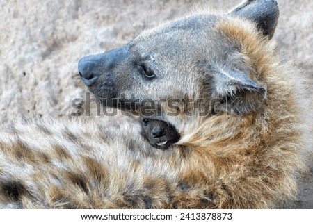 Hyena puppy with mother. Affection between a small baby hyena and her mother at the hyena den in the early morning in a Game Reserve in the Greater Kruger Region in South Africa