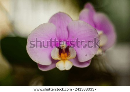 Picture without editing of a pink phalaenopsis orchid shot using a vintage Asahi Pentax Super Multi-coated Takumar lens       Royalty-Free Stock Photo #2413880337