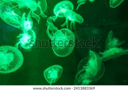 Colorful Jellyfish underwater, Jellyfish moving in water. Beautiful light reflection on Jellyfish in the aquarium.