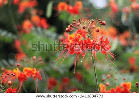 Bunga merak or Peacock flower (Caesalpinia pulcherrima)
ornamental plants that have properties for alternative medicine.