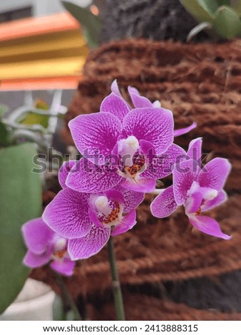 In the 1950's, Doritis pulcherrima (now known as Phalaenopsis pulcherrima) was crossed with Phalaenopsis equestris producing × Doritaenopsis hybrids with more flowers with more intense pink than those