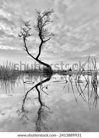 A serene black and white image capturing a lone tree's reflection in still water under a dramatic sky.