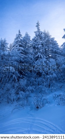 beautiful mountain winter landscape with trees and fir trees covered with snow
