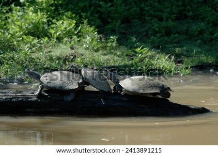 River Turtle Beni River Amazonas Bolivia pampas. High quality photo