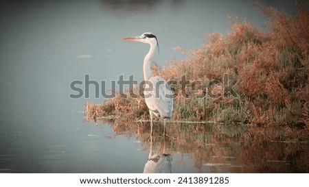 High definition nature photography of a cute gray heron walking in the Porto Taverna pond in Sardinia looking for some small fish to feed on