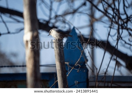little sparrow on the fence in winter