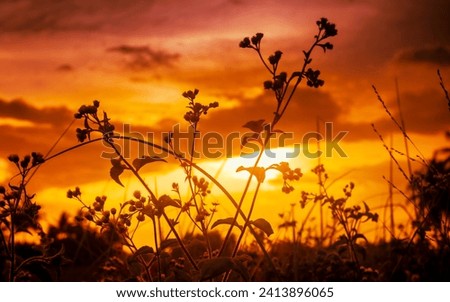 Silhouette of flowers against sunset