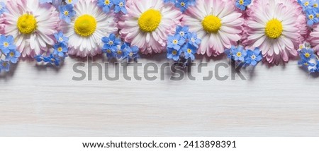 Border of daisy flowers and blue forgetmenot flowers on white wooden background. Wide Spring Floral background with copy space. Top view. Flat lay. Rustic Template for mother's day, birthday