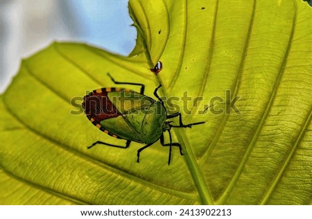 green bug on a leaf detailed picture